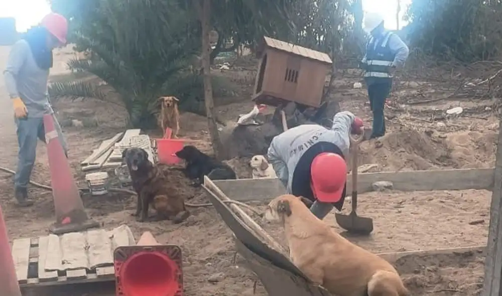 Videos registran obras que alterarían la vida de los canes que habitan villa canina. Foto: Villa Canina 2019 VES. Videos registran obras que alterarían la vida de los canes que habitan villa canina. Foto: Villa Canina 2019 VES.
