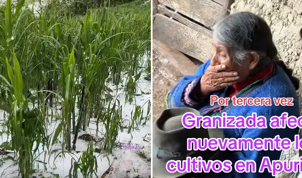 Granizada afecta los cultivos en Apurímac. Granizada afecta los cultivos en Apurímac.