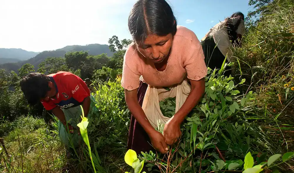 El cultivo de coca en Bolivia creció un 10% en el año 2024, de acuerdo a la ONU. El cultivo de coca en Bolivia creció un 10% en el año 2024, de acuerdo a la ONU.
