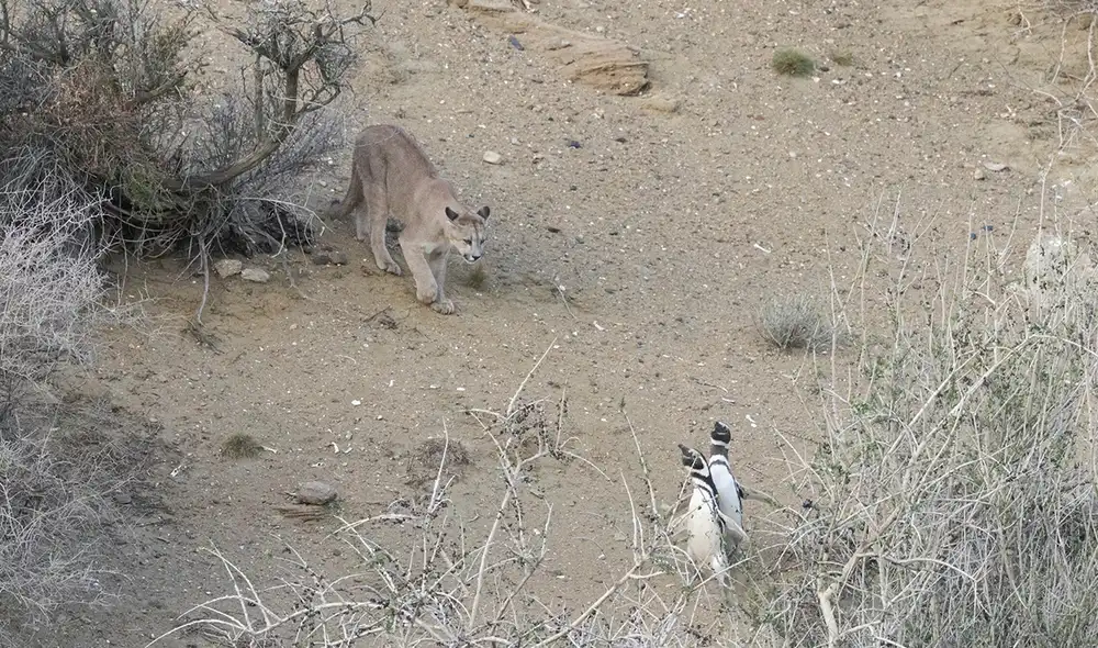 Las poblaciones de pumas volvieron a las costas de la Patagonia. Foto: Gonzalo Ignazi