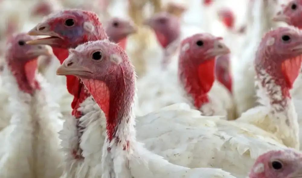 Las exportaciones peruanas de pavita alcanzaron 2,2 millones de dólares entre enero y octubre de 2025.