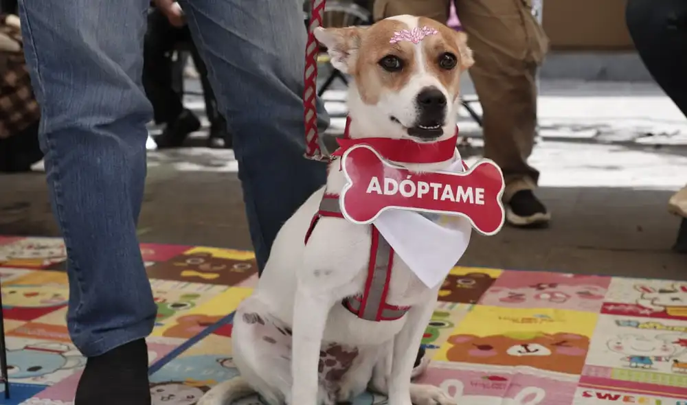 Iniciativa busca conseguir hogar para mascotas desfavorecidas. Foto: Sebastián Blanco Salazar / URPI-LR