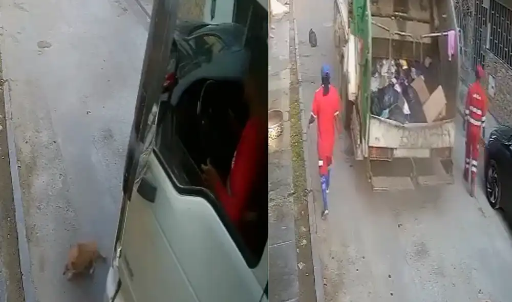 El perrito perdió la vida tras ser atropellado por el camión municipal de basura.