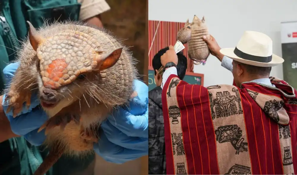 El Servicio Nacional Forestal y de Fauna Silvestre (Serfor) advierte sobre el uso ilegal del quirquincho andino en rituales de "buena suerte" en Perú, especialmente durante fin de año.