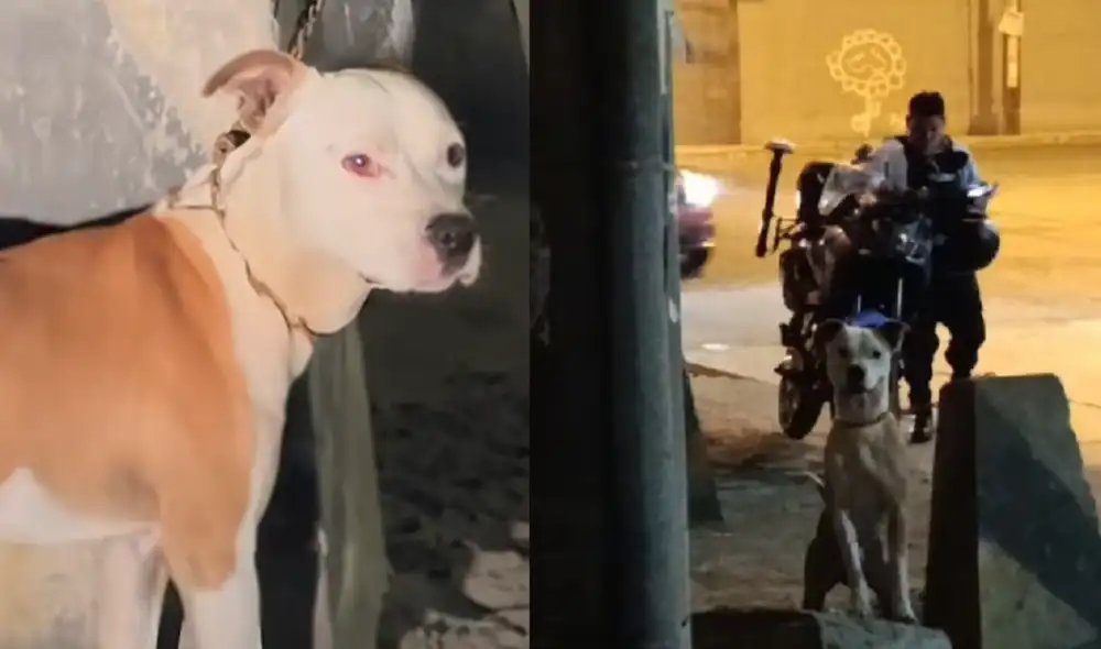 Mascota fue liberada tras permanecer varias horas encadenada a poste. Foto: composición LR Mascota fue liberada tras permanecer varias horas encadenada a poste. Foto: composición LR