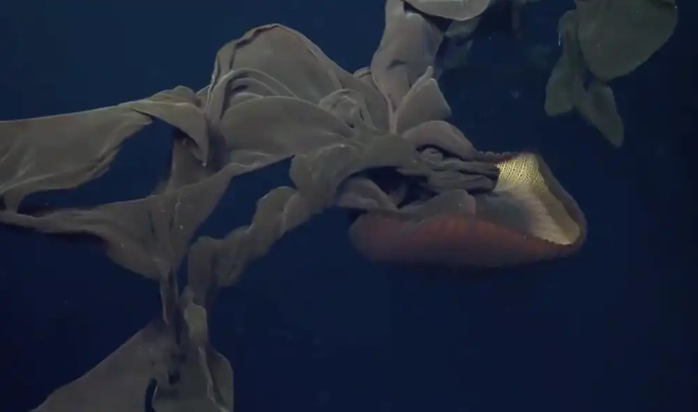 Esta medusa fantasma gigante fue fotografiada en Costa Rica en el 2023. Foto: Schmidt Ocean Institute Esta medusa fantasma gigante fue fotografiada en Costa Rica en el 2023. Foto: Schmidt Ocean Institute