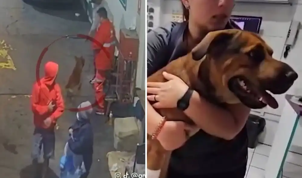 El animalito, conocido como 'Choco', fue auxiliado por una vecina y llevado a una veterinaria.