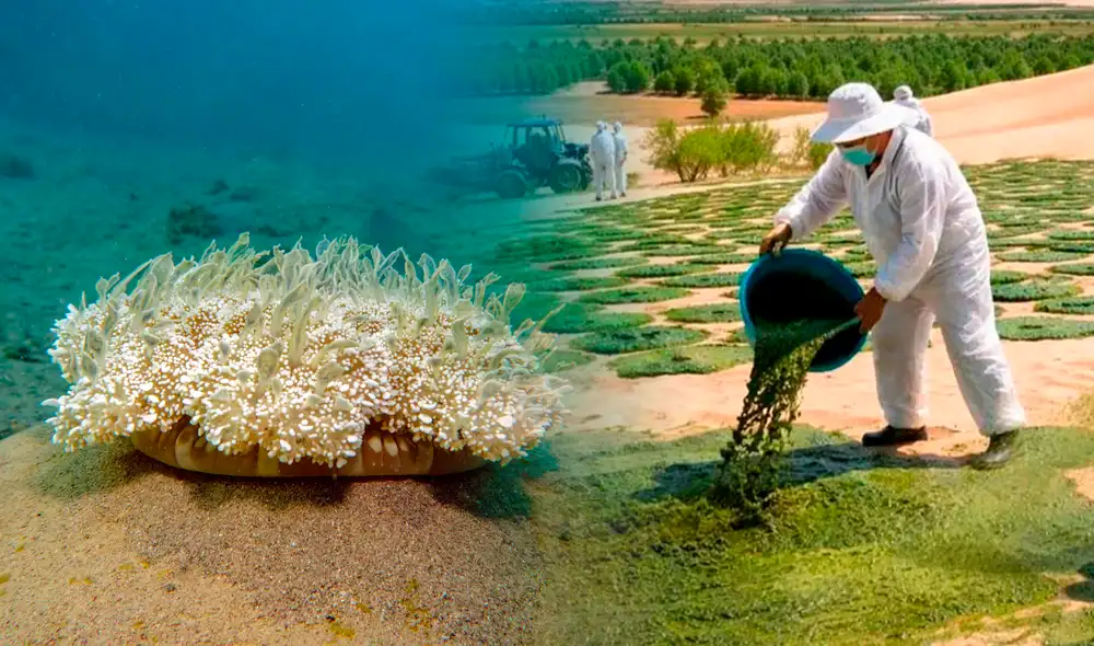 China planea recuperar la activida agrícola.