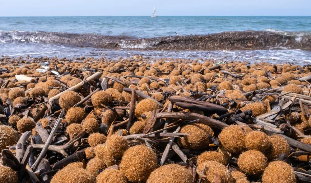 Las "bolas de Neptuno" son estructuras naturales que acumulan restos de posidonia oceánica y plásticos marinos.