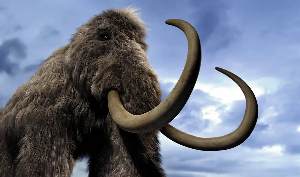 Los huesos de mamut lanudo pertenecieron a una especie de cetáceo. Foto: Nature Los huesos de mamut lanudo pertenecieron a una especie de cetáceo. Foto: Nature