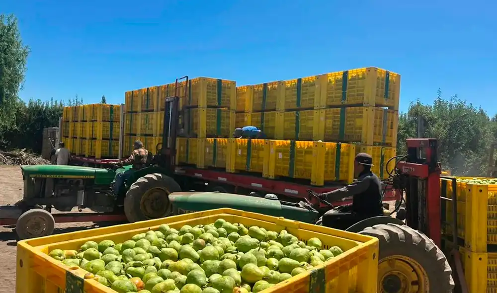 Argentina lidera la exportación de peras y se encuentra en el top 4 en el mundo.