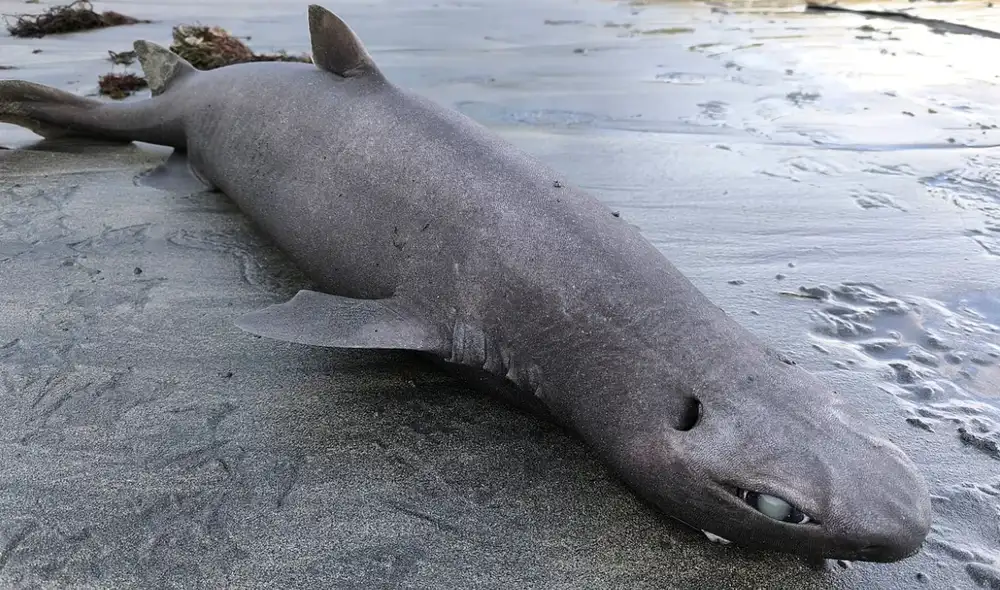 Misteriosa especie de tiburón foca fue encontrada en las costas de España
