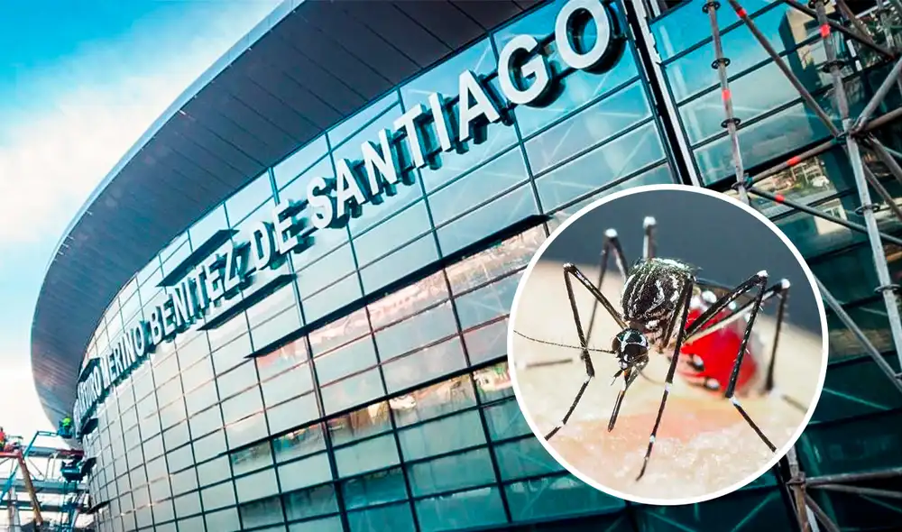 Las autoridades sanitarias de Chile activaron un protocolo inmediato de inspección de áreas cercanas y la eliminación de criaderos. Las autoridades sanitarias de Chile activaron un protocolo inmediato de inspección de áreas cercanas y la eliminación de criaderos.