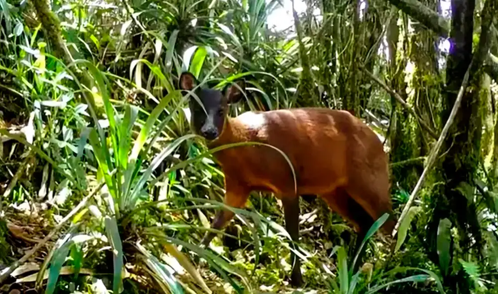 Este hallazgo, publicado en la revista científica Zootaxa, posiciona a la nueva especie de venado bajo el nombre de Andinocervus rufinus.