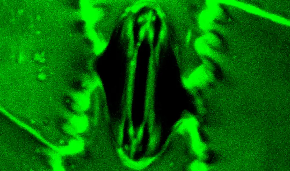 Estoma abierto de Zea mays obtenida con un microscopio confocal. Foto: Plant Physiology