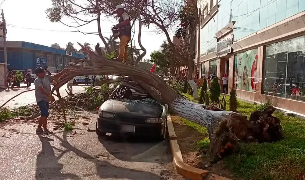 Hace unas semana un árbol cayó sobre un auto. Créditos: difusión.