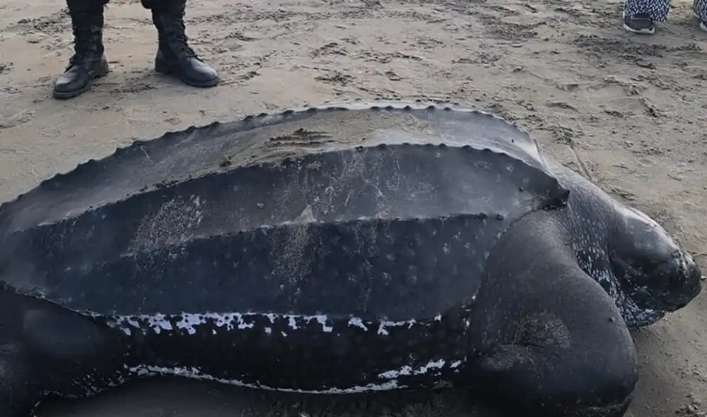 Una tortuga laúd fue encontrada muerta en la playa Los Palos, ubicada en Tacna. Una tortuga laúd fue encontrada muerta en la playa Los Palos, ubicada en Tacna.