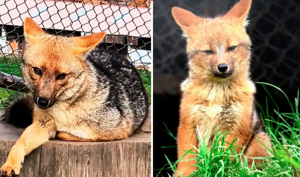Luego de cuatro años de su llegada, el famoso zorro andino formó una familia