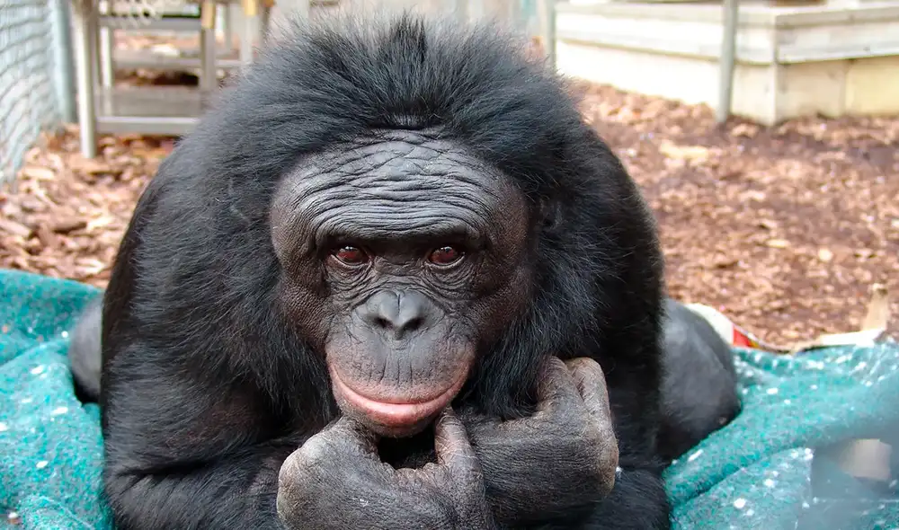 Kanzi era famoso porque era capaz de comunicarse con humanos. Foto: Ape Initiative