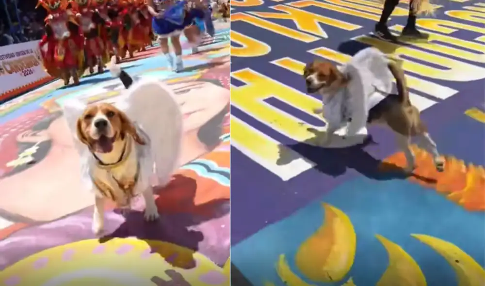 Un pequeño perro fue testigo en la Festividad de la Virgen de Candelaria. Un pequeño perro fue testigo en la Festividad de la Virgen de Candelaria.