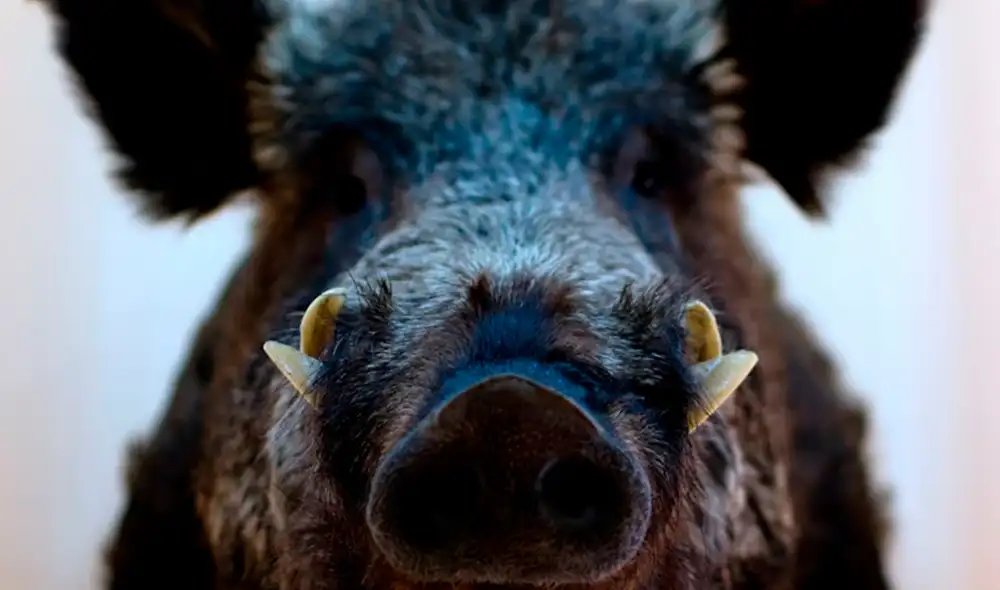 Los jabalíes en Fukushima se cruzaron con cerdos domésticos. Foto: Dreamstime