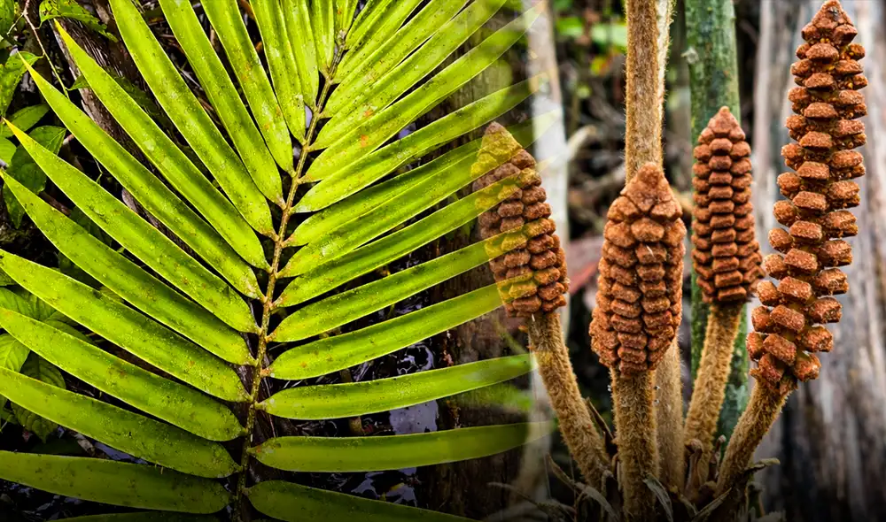 Esta planta exclusiva en Perú enfrenta un alto riesgo de extinción debido a actividades humanas como la expansión agrícola y los derrames de petróleo.
