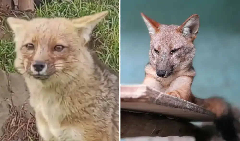 Más de 3.000 personas visitan a la familia de Run Run durante la temporada de carnaval