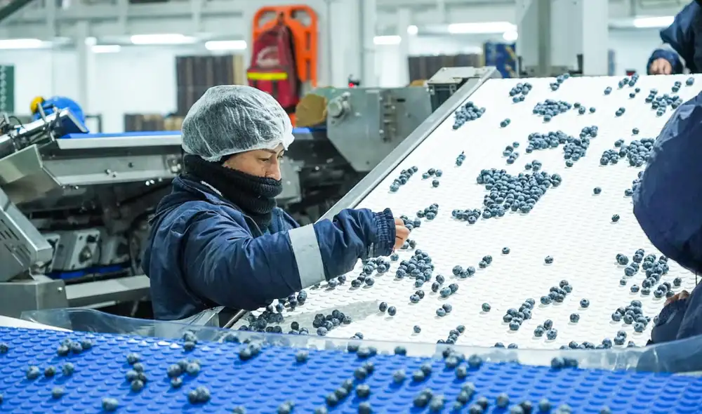 Las principales regiones productoras de arándanos, están en La Libertad, Lambayeque e Ica, y con un crecimiento emergente en Lima, Áncash y Piura.