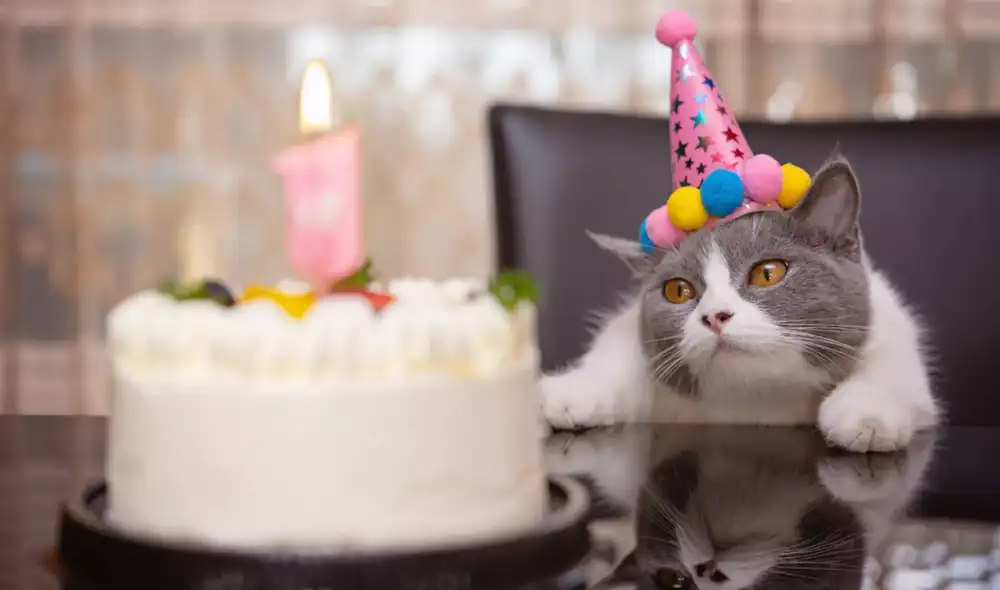 El Día Internacional del Gato se celebra tres veces al año.