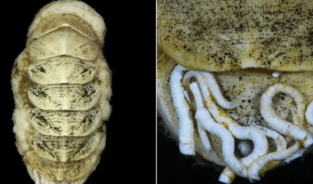 Molusco abisal con dientes de hierro a 5.506 metros debajo del mar. Foto: Senckenberg Ocean Species Alliance