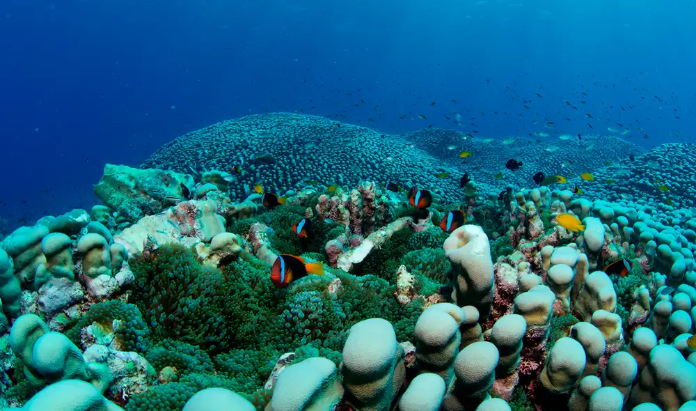 La colonia de coral más grande del mundo habría sido descubierta en la costa australiana. Foto: Biopixel / Richard Fitzpatrick La colonia de coral más grande del mundo habría sido descubierta en la costa australiana. Foto: Biopixel / Richard Fitzpatrick