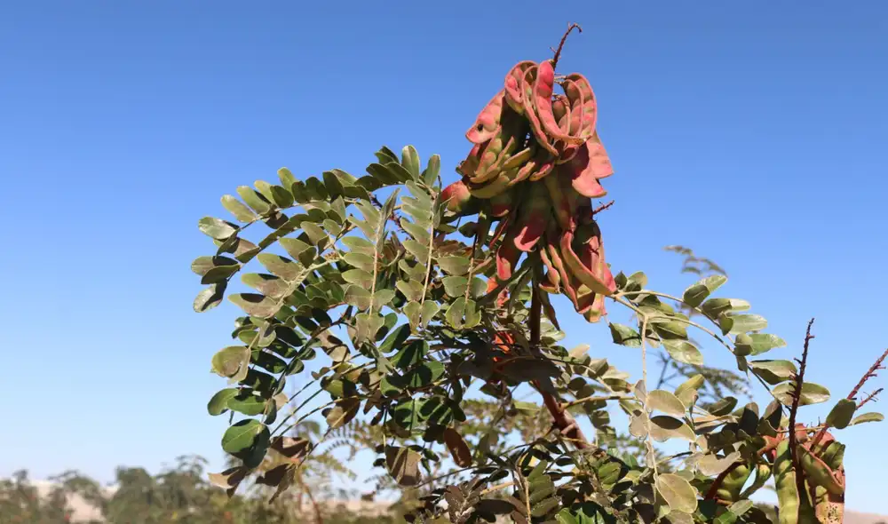 Erasmo Otárola, director de Serfor, destacó que el evento promueve la conexión entre salud pública, patrimonio natural y economía familiar, resaltando la importancia de las plantas medicinales. Foto: Serfor