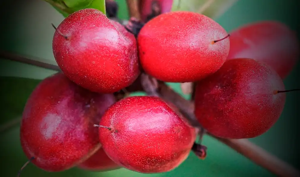 Introducida en América Latina hace 65 años, esta fruta se cultiva en Ecuador. Foto: Floralondrina.