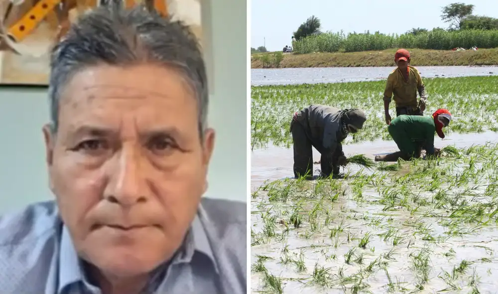 Arroceros podrían tomar medida de fuerza ante crisis en el sector.