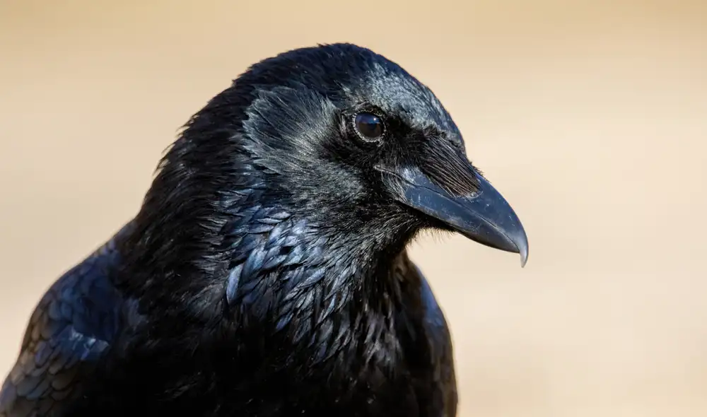Las cornejas negras poseen la capacidad de diferenciar figuras geométricas regulares e irregulares, según estudio. Foto: Wikimedia
