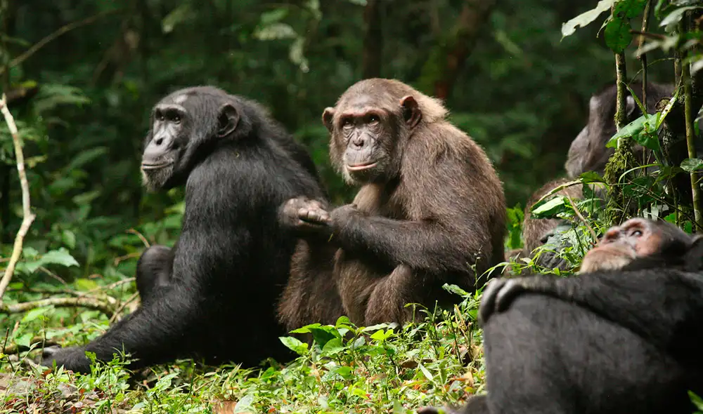 Los hallazgos demuestran que los cambios en los lazos sociales por sí solos pueden fracturar un grupo antes unificado e incendiar un conflicto sostenido y mortal entre antiguos aliados.