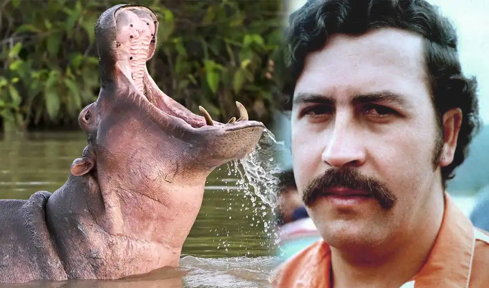 El Gobierno de Colombia ha aprobado la eutanasia de 80 hipopótamos de Pablo Escobar para frenar una crisis ambiental en la cuenca del río Magdalena. Foto: composición LR/AFP