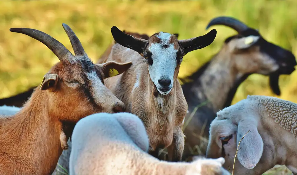 Las cabras son una especie invasora que llegaron a la isla Santa Bárbara en Brasil. Foto: Pixabay