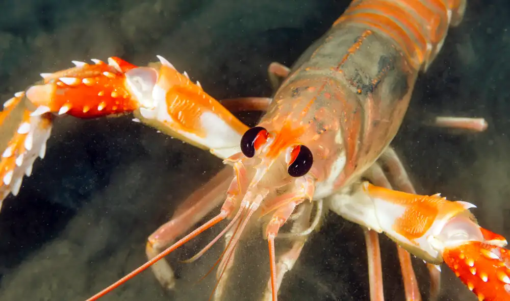 Científicos piden la prohíbición de cocinar langostas tras descubrirse que sienten dolor. Foto:iNaturalist