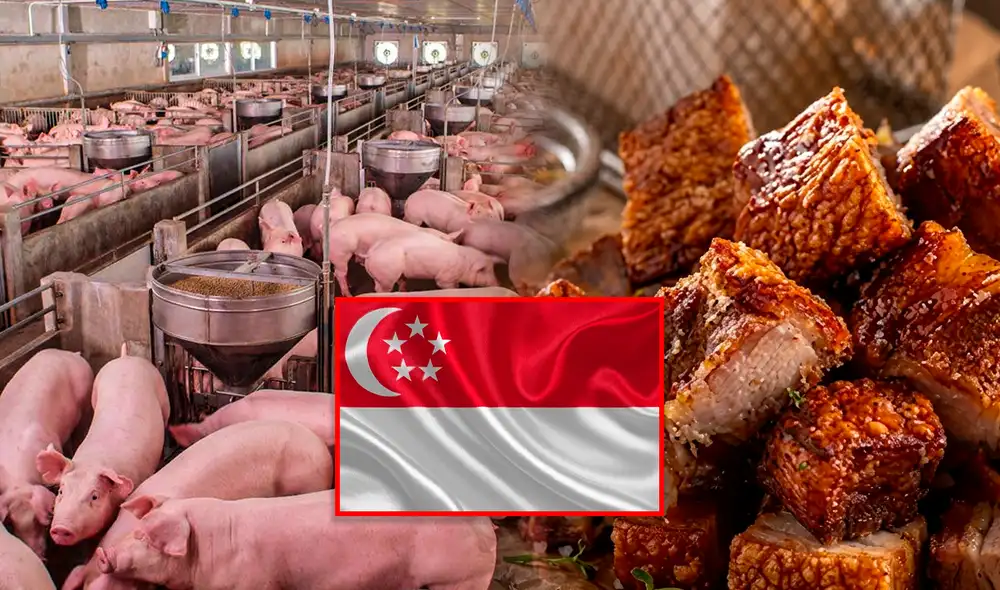 Consumo de carne de cerdo en el Perú se consolida como el segundo más importante del país.