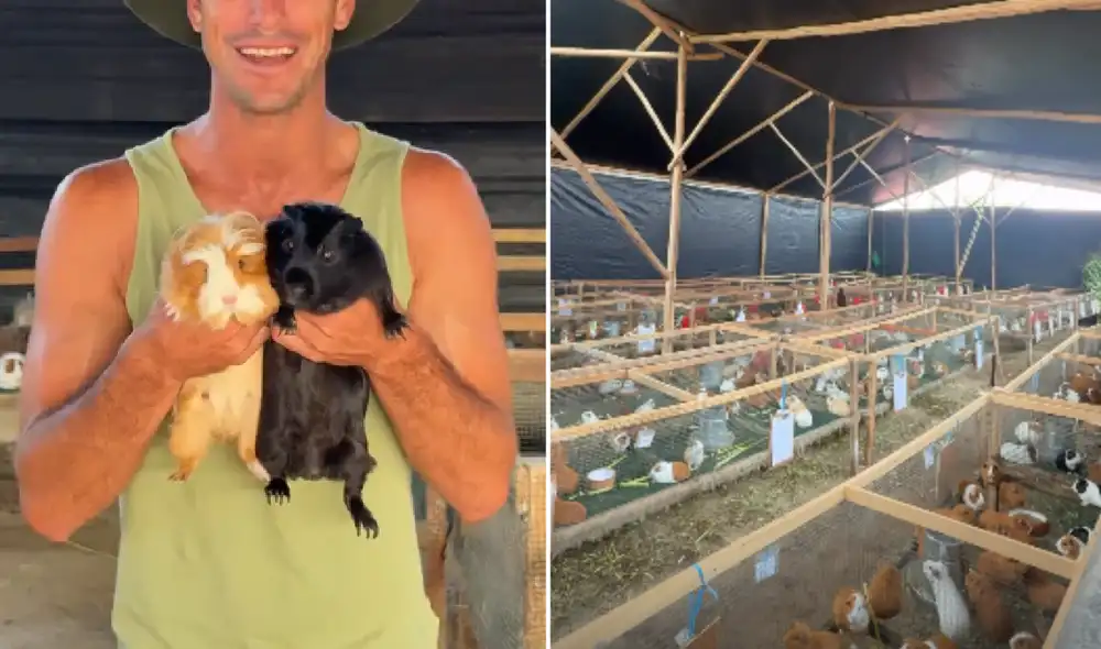 Duilio Vallebueona se orgulloso como criador de cuyes. Foto: composición LR/TikTok