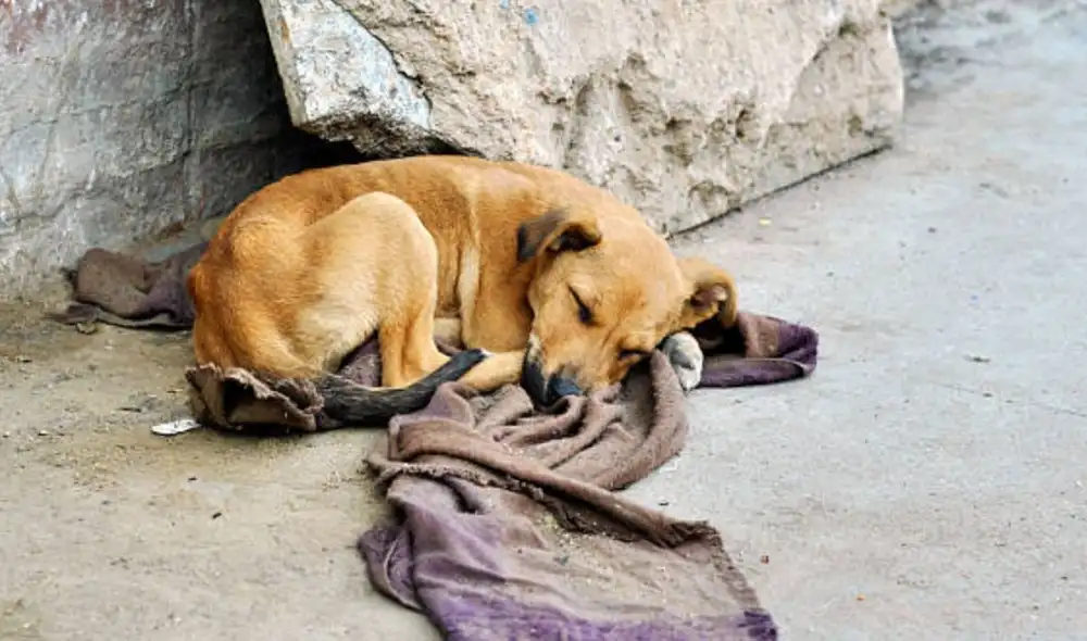 El Indecopi sancionó a un hospedaje para mascotas por extraviar a "Chicles", un perro en su custodia, durante un paseo grupal en febrero de 2025. El dueño denunció la negligencia.