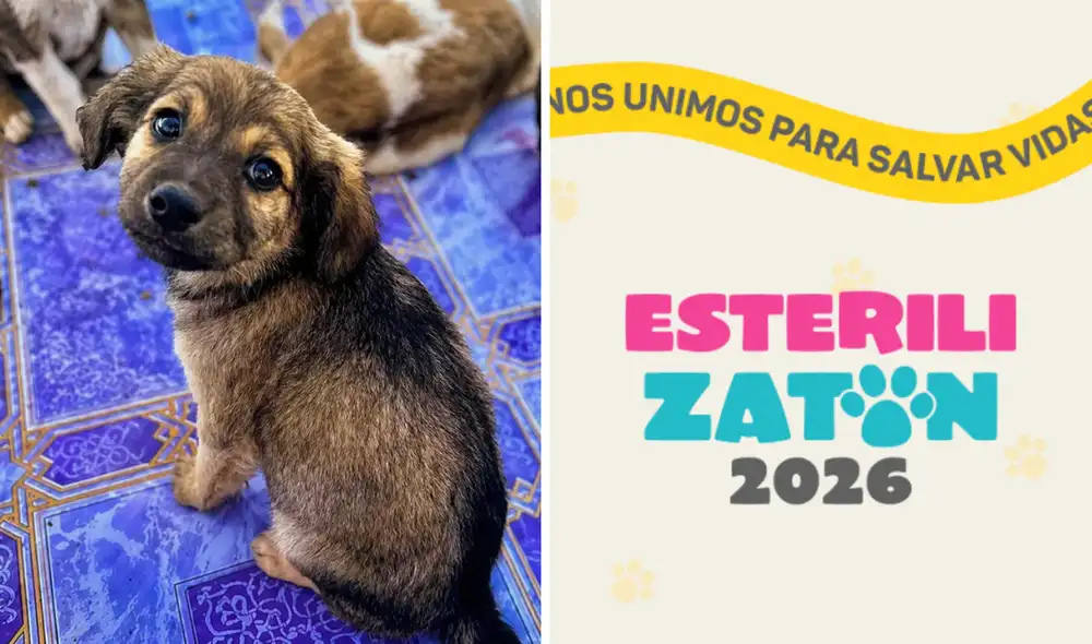 Familias podrán asistir con sus mascotas al Esterilizatón 2026