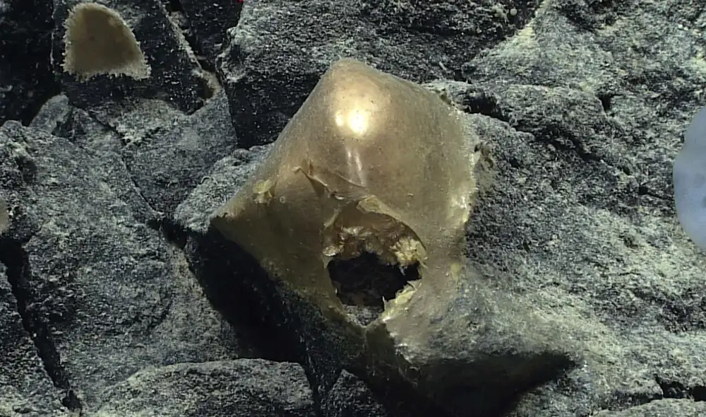 La esfera dorada fue hallado en el fondo del Golfo de Alaska. Foto: NOAA Ocean Exploration/Seascape Alaska