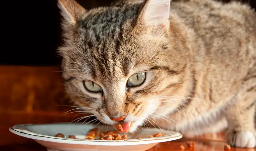 Científicos descubren que los gatos dejan de comer al aburrirse de la misma comida. Foto: IStock