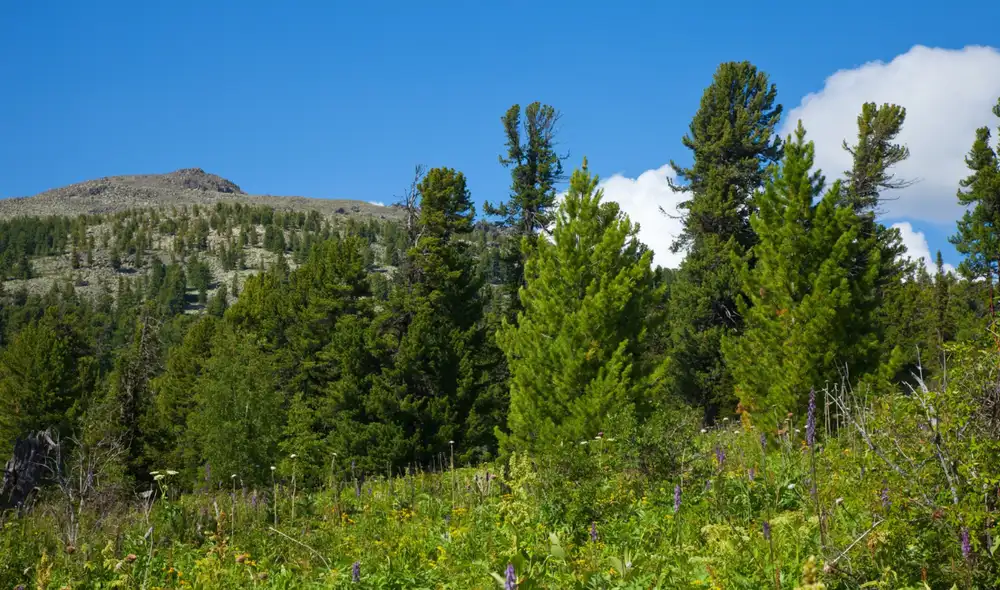 Pakistán lanza el Ten Billion Tree Tsunami Programme, una iniciativa ambiental que busca plantar 10 mil millones de árboles.