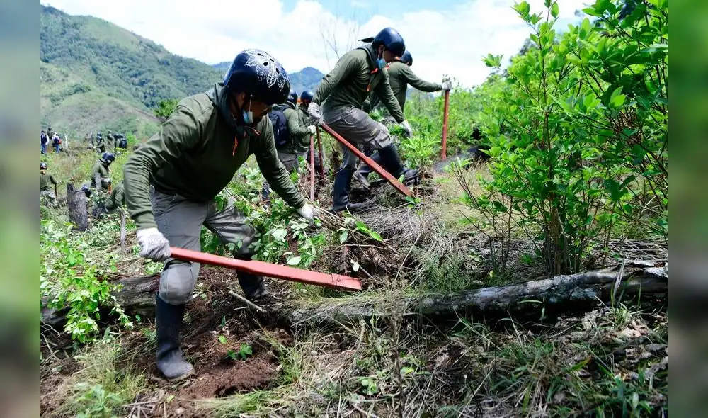 Erradicación de cultivos ilegales de coca avanza en el país.