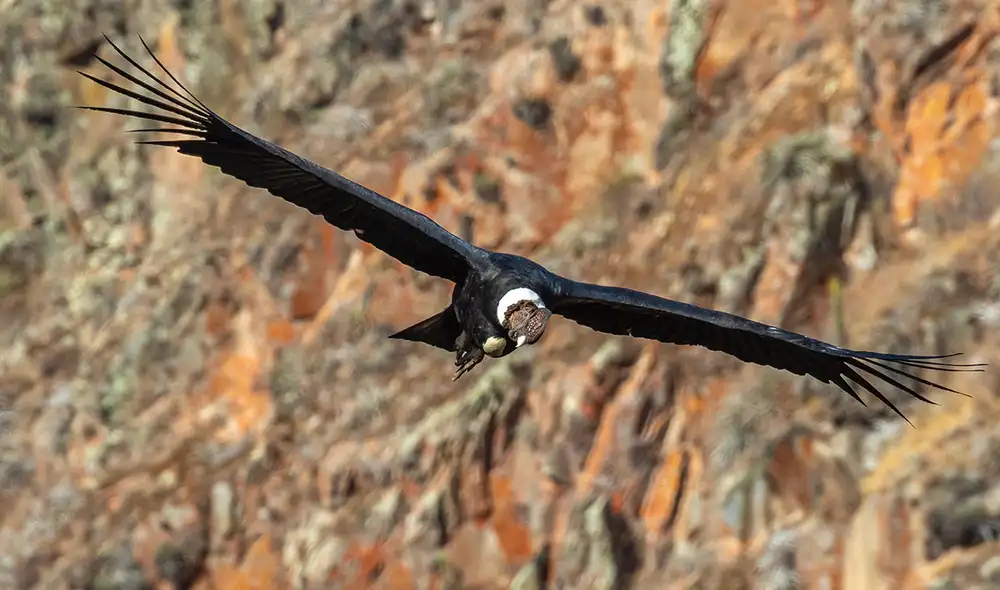 El cóndor andino (Vultur gryphus) es una especie considera en Perú como "En Peligro". Foto: Víctor Gamarra-Toledo