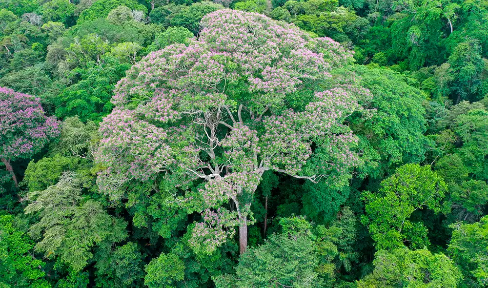 Biólogos descubrieron en la selva tropical de Panamá un árbol que aprovecha los rayos. Foto: Evan Gora