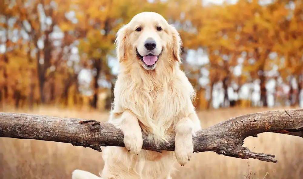 Los científicos identificaron 12 regiones del ADN de los perros relacionadas con rasgos como agresividad y aprendizaje.